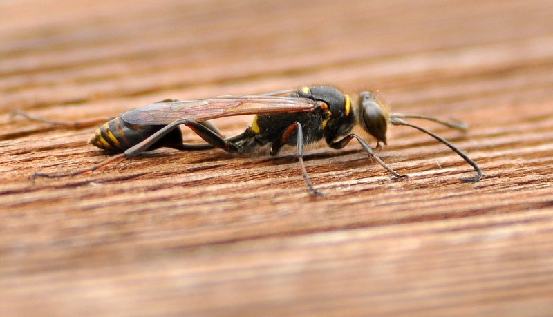 Sceliphron curvatum